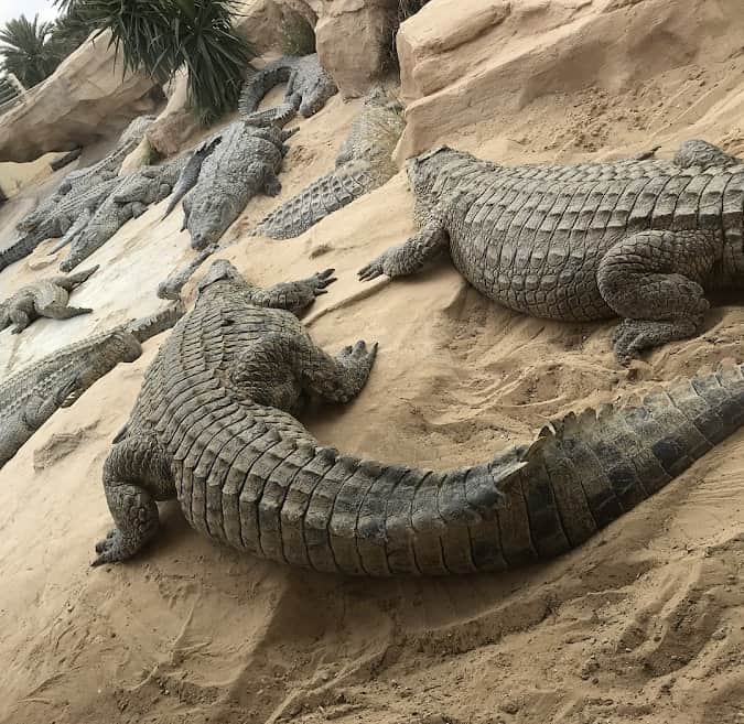 Djerba explore park ferme crocodile
